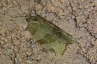 Pandemis cerasana