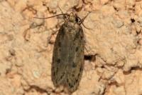 Hofmannophila pseudospretella