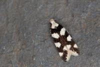 Pseudotelphusa tessella