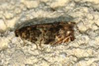 Gypsonoma minutana