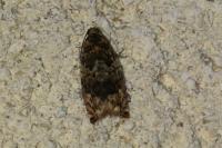 Gypsonoma minutana