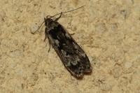 Anacampsis blattariella/populella