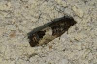 Spilonota ocellana