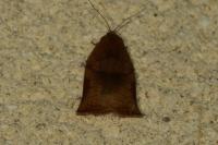 Archips podana