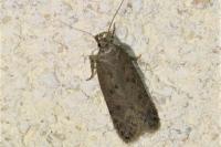 Bryotropha terrella
