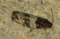 Gypsonoma dealbana