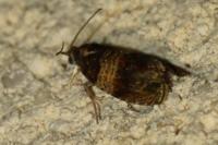 Celypha aurofasciana