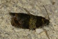 Celypha aurofasciana