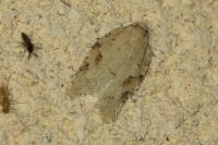 Acleris logiana/kochiella