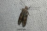 Exoteleia dodecella