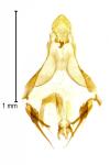 Exoteleia dodecella