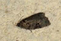 Apotomis semifasciana