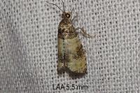 Piniphila bifasciana