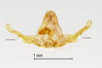 Piniphila bifasciana