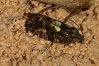 Eudemis profundana