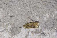 Celypha lacunana