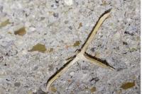 Emmelina monodactyla