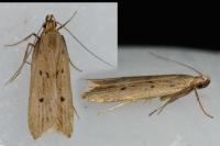 Acompsia antirrhinella/tripunctella