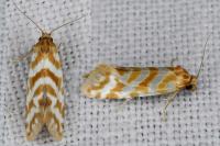 Aethes margaritana