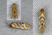 Aethes margaritana