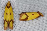 Agapeta zoegana