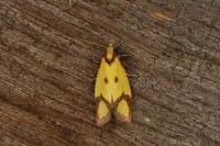 Agapeta zoegana