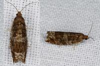 Ancylis achatana