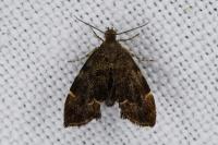 Anthophila fabriciana