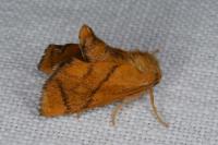 Apoda limacodes