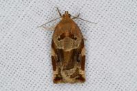 Archips xylosteana