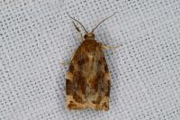 Archips xylosteana