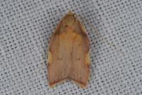 Carcina quercana