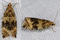 Celypha lacunana