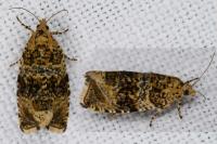 Celypha lacunana