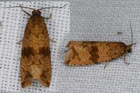 Celypha striana