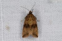 Celypha striana