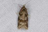 Cnephasia