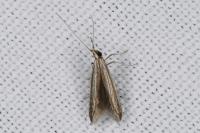 Coleophora