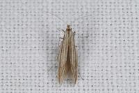 Coleophora