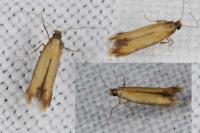 Coptotriche marginea