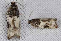 Gypsonoma sociana