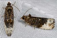 Hedya nubiferana