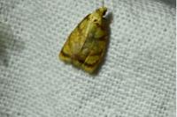 Acleris bergmanniana