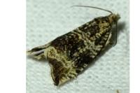 Celypha lacunana