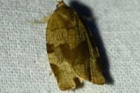 Choristoneura hebenstreitella