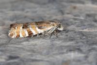 Epinotia mercuriana