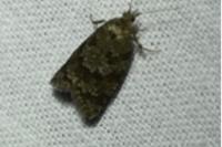 Cnephasia