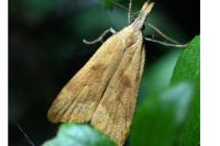 Dichomeris derasella