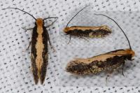 Monopis crocicapitella