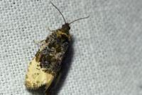 Hedya ochroleucana